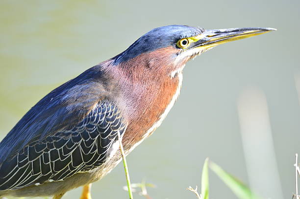 istock Green Heron (Butorides virescens) male. Cuba. March 508002600