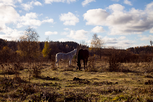 White and brown horses are walking in the field in sunny spring or autumn day.