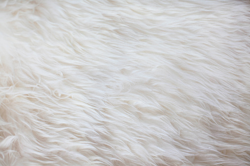 White fur textura de fondo photo