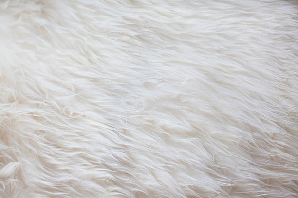 white fur texture background - kabarık stok fotoğraflar ve resimler
