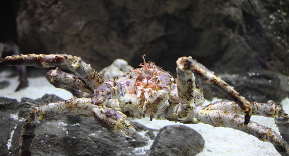 Detail of sea animals, shellfish in an aquarium in a typical environment