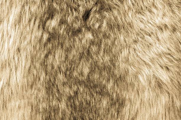 istock soft texture of shaggy and fluffy fur 508003488