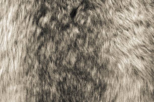 istock soft texture of shaggy and fluffy fur 508003670