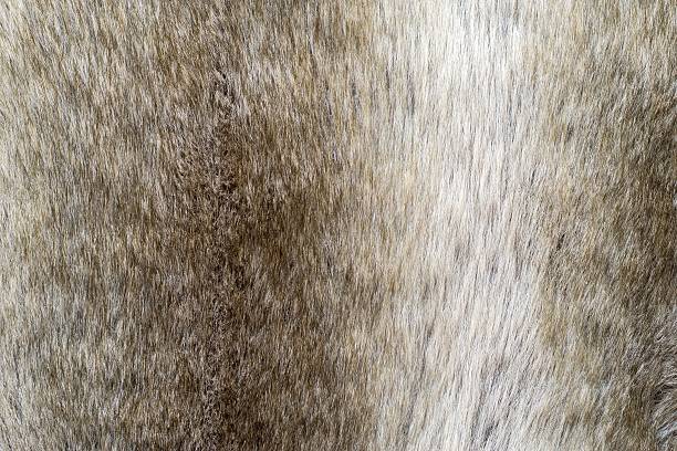 istock soft texture of shaggy and fluffy fur 508004570