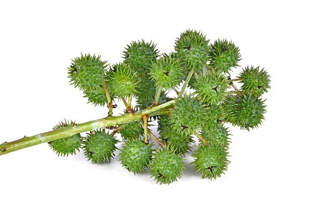 Photo of Castor oil plant on white background