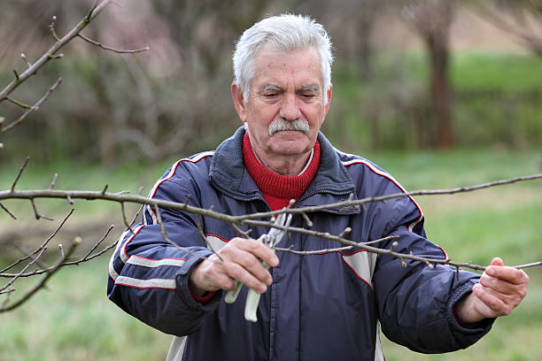 istock Agriculture, pruning in orchard, senior man working 508005516