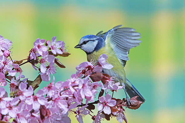 istock Blue tit on purple-leaf plum 508005856