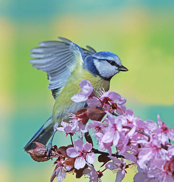 istock Blue tit on purple-leaf plum 508006212