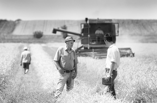 Black and white image of peasant and businessman talking on wheat field during harvest