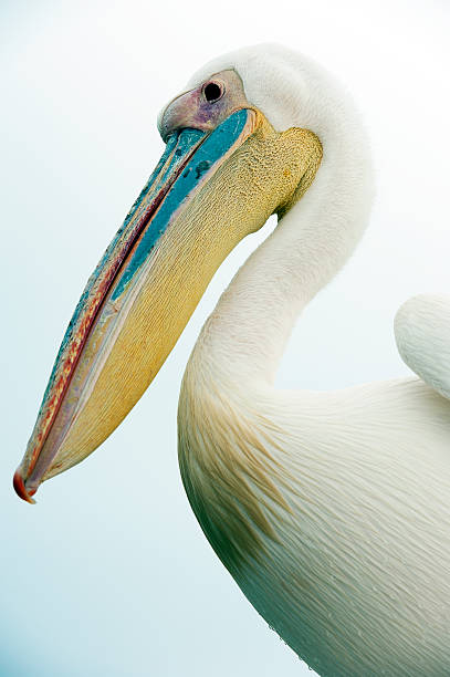 istock Pelican portrait, Walvis Bay, Namibia, Africa 508007056