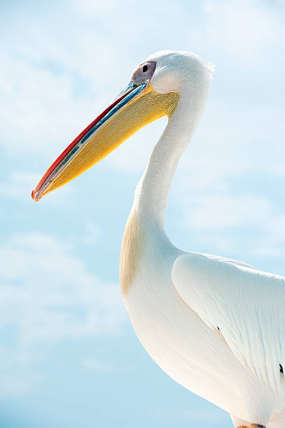 istock Pelican disdain, Walvis Bay, Namibia, Africa 508007204