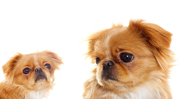 istock Funny puppy looks 508007790
