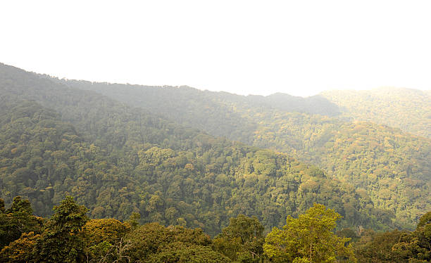 istock Rwanda: the Nyungwe rainforest 508008552