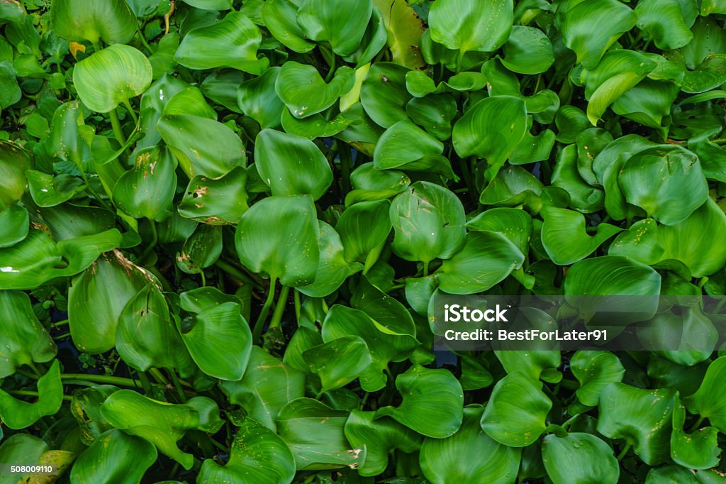 Water hyacinth along the canal Water hyacinth  along the canal.Photo taken on: January 9th 2016 Aquatic Organism Stock Photo