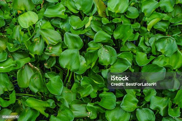 Water Hyacinth Along The Canal Stock Photo - Download Image Now - Aquatic Organism, Asia, Beach