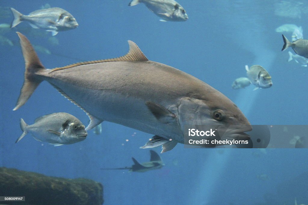 Bluefin tuna Thunnus thynnus underwater Group of many Blue fin tuna swimming Tuna - Animal Stock Photo