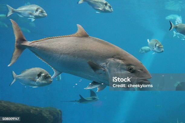 Bluefin Tuna Thunnus Thynnus Underwater Stock Photo - Download Image Now - Tuna - Animal, Port Lincoln, Swimming