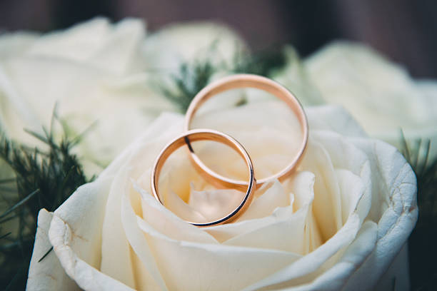 Wedding rings on Rose Wedding rings on bride's bouquet from the light pink roses. Close-up. golden roses stock pictures, royalty-free photos & images