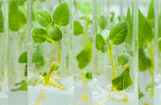 view on litle plants of potato in lab tubes view on litle plants of potato in lab tubes medicine and science drop close up studio shot stock pictures, royalty-free photos & images