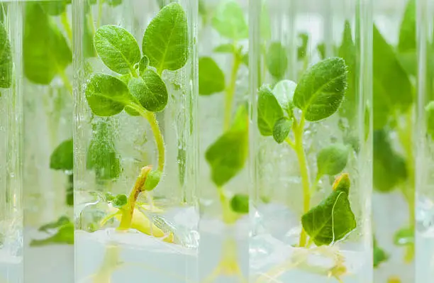Photo of view on litle plants of potato in lab tubes