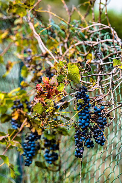 raisins mûrs - berry fruit green nature fruit photos et images de collection