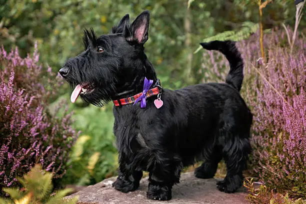 Portrait of a Scottish terrier standing outside in the purple heather.