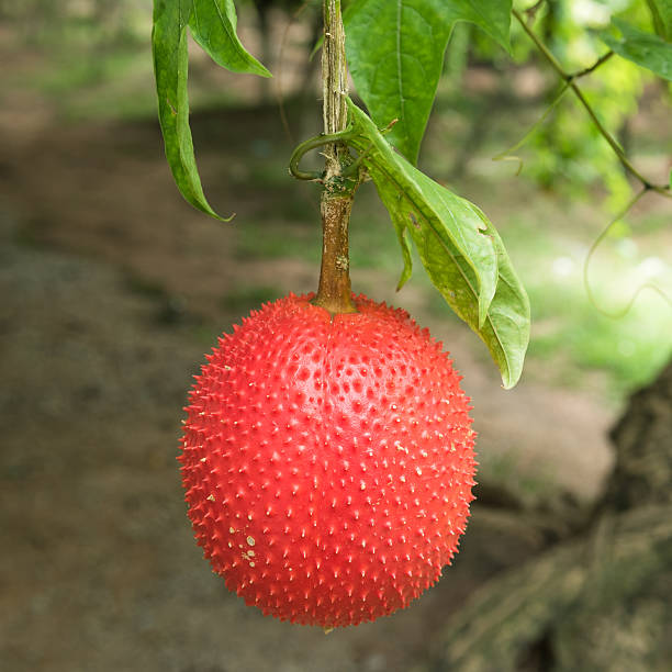 gac frutas - cucurbitales - fotografias e filmes do acervo