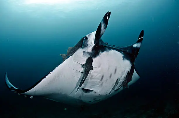 This is a giant manta ray, birostris, are the largest of their kind, can have up to 8 meters of wing span. Between the months of June to September in the Isla de la Plata occurs the largest worldwide aggregation of this species.