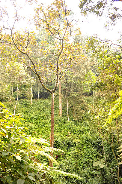 istock Rwanda: the Nyungwe rainforest 508011156