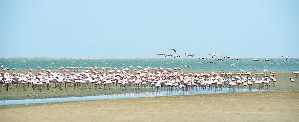 istock Flamingo fly-in, Walvis Bay, Namibia, Africa 508011614