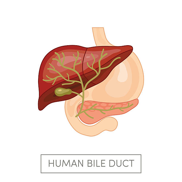 Gallbladder duct vector Gallbladder duct of a human surrounded intestines. Cartoon vector illustration for medical atlas or educational textbook. bile stock illustrations