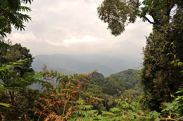Rwanda: the Nyungwe rainforest stock photo