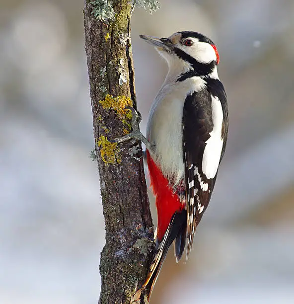 Great woodpecker on a tree winter background.