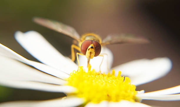 close-up of a flower fly on a white blossom stock photo