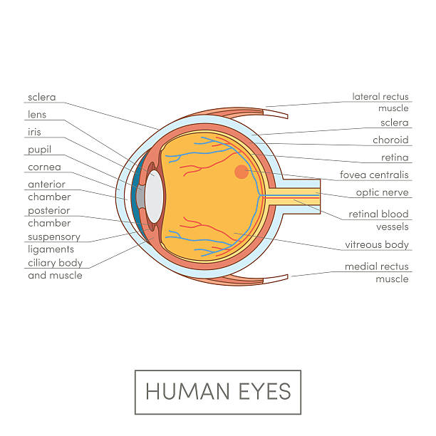 ilustrações, clipart, desenhos animados e ícones de anatomia dos olhos humanos - choroid