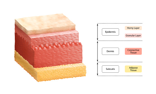 Cross-section illustration of human skin, composed of three primary layers: epidermis, dermis and subcutis.