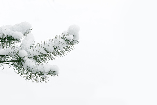Snowy pine tree branch.