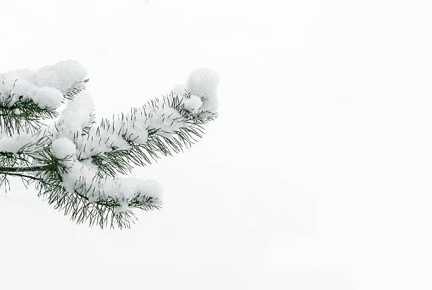 śnieżna sosna oddziału. - pine pine tree tree branch zdjęcia i obrazy z banku zdjęć