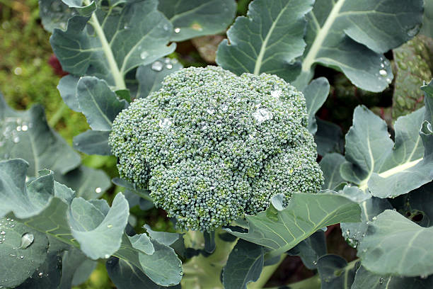 Fresh broccoli in an organic farm