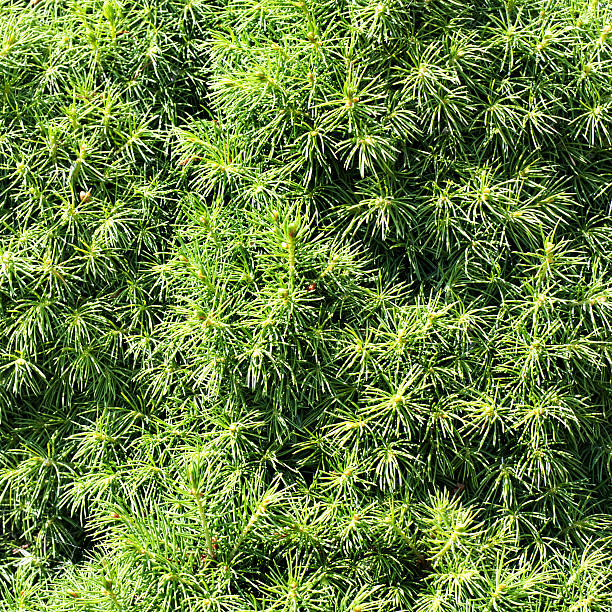 Curtis Dwarf White Pine close-up Background from conifer evergreen tree branches texture dwarf pine trees stock pictures, royalty-free photos & images