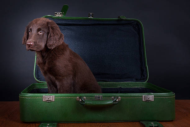 istock Puppy goes on holiday 508013379