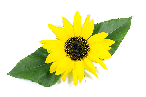 istock Beautiful Sunflower with Green Leaves Isolated on White 508013521
