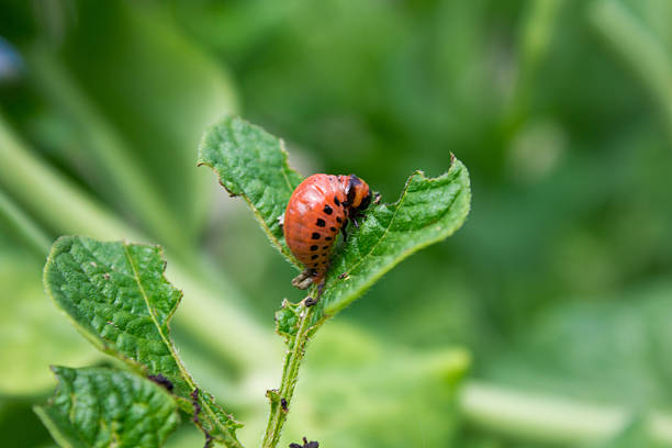 istock Colorado potato beetle larva 508013579