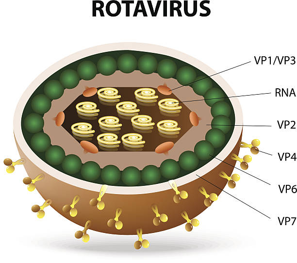 rotavirus virion - serotype stock-grafiken, -clipart, -cartoons und -symbole