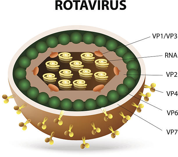 illustrations, cliparts, dessins animés et icônes de rotavirus virion - serotype