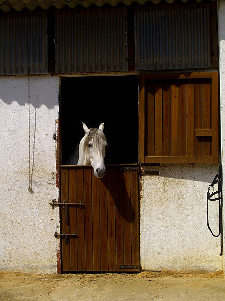 istock horse in the stable 508015093