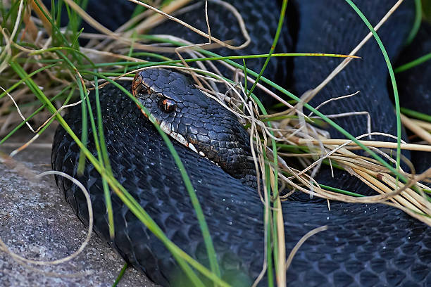 Common European Adder (vipera berus) Common European Adder resting and hiding in its habitat common adder stock pictures, royalty-free photos & images