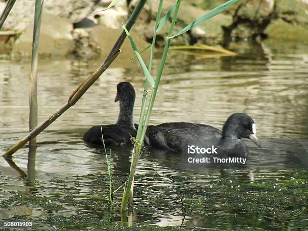 Foto de Pato e mais fotos de stock de Ajardinado - Ajardinado, Animal, Aprender