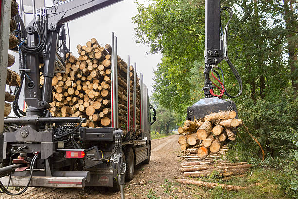 Truck on sandy road lifting tree trunks with grabber on trailer for transport. The wood will be used in the lumber, logging  or timber industry. They saw boards, planks and laths from these trunks. The trunk is parked on a sandy road in a rural area or countryside.
