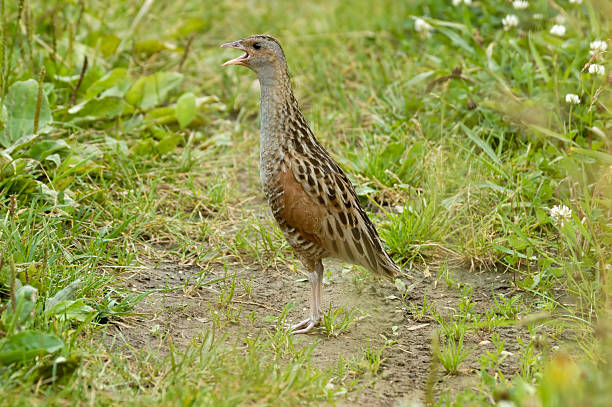 Crying corncrake in grass Corncrake (Crex crex) in summer. Moscow region, Russia corncrake stock pictures, royalty-free photos & images